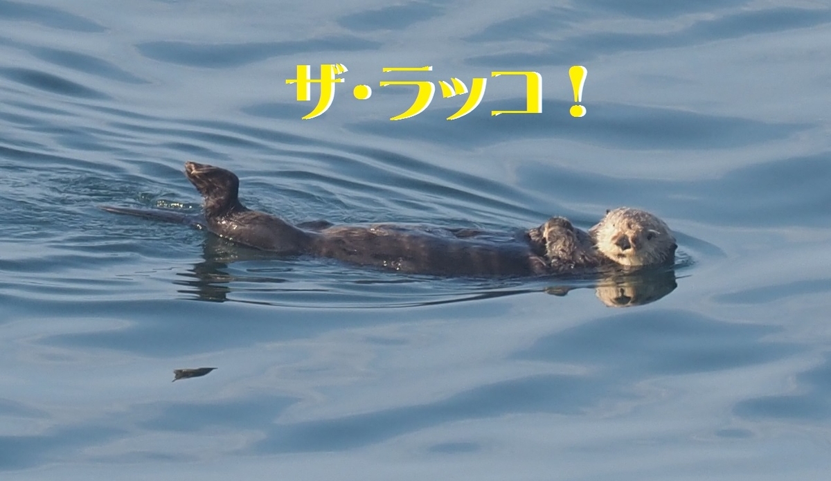 ラッコちゃんに会いたくて 東の南極