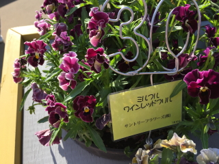 イメージ 10