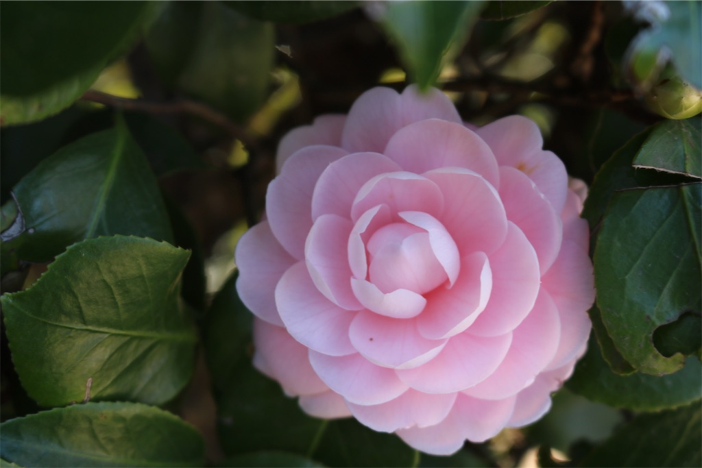 f:id:tnkkens4931:20190103010829j:image f:id:tnkkens4931:20190103010829j:image