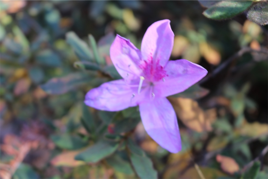 f:id:tnkkens4931:20190103011943j:image f:id:tnkkens4931:20190103011943j:image