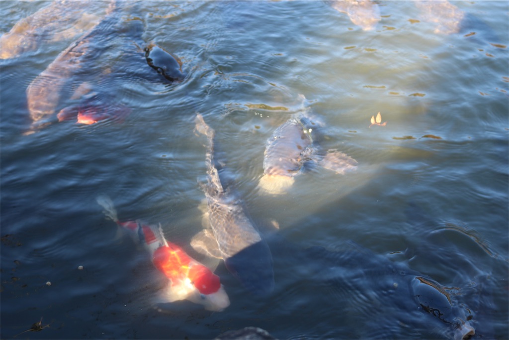f:id:tnkkens4931:20190103013321j:image f:id:tnkkens4931:20190103013321j:image
