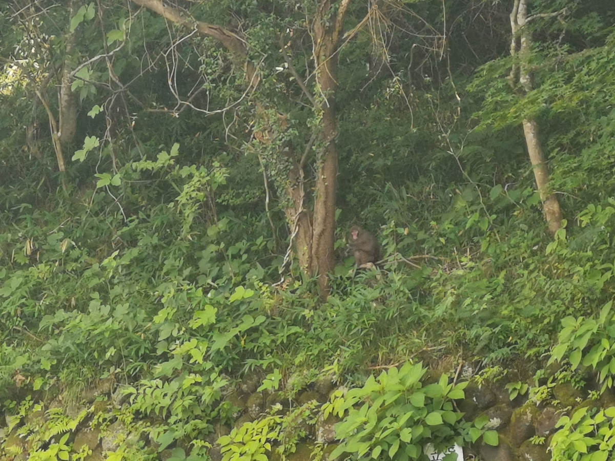 那須で見つけた野猿