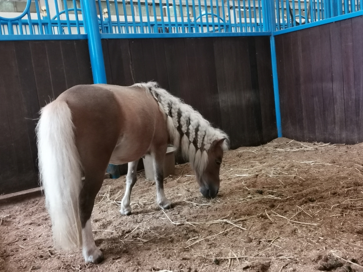 紗栄子の牧場に感動し家で馬を飼い始めました 心も体も暖かい家づくり