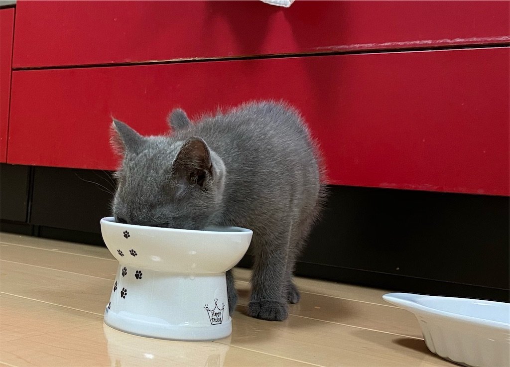 f:id:to-ma-ko:20211006092751j:image