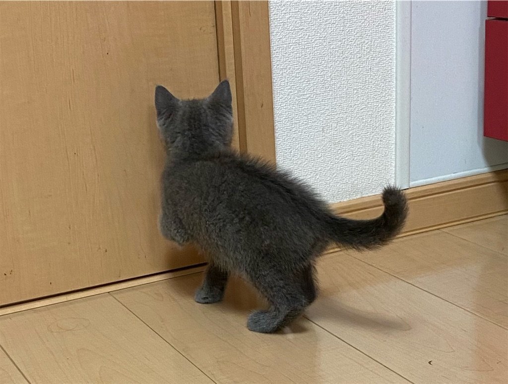 f:id:to-ma-ko:20211006095018j:image