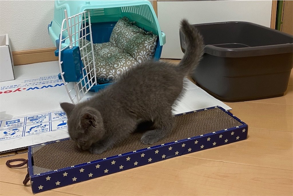 f:id:to-ma-ko:20211006100201j:image