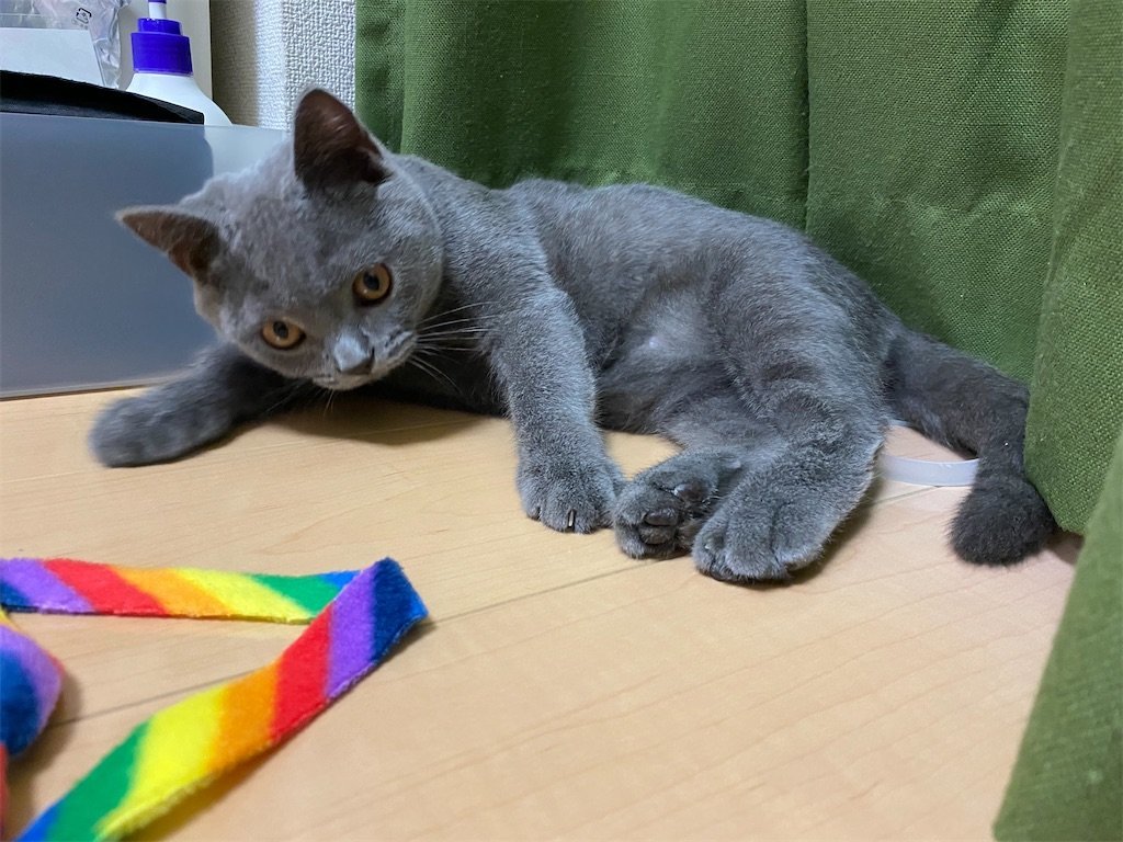 f:id:to-ma-ko:20211006100430j:image