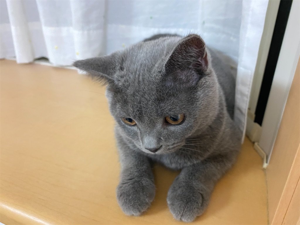 f:id:to-ma-ko:20211014084300j:image f:id:to-ma-ko:20211014084300j:image