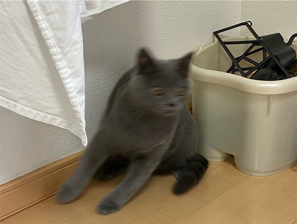 f:id:to-ma-ko:20211014084415j:image f:id:to-ma-ko:20211014084415j:image