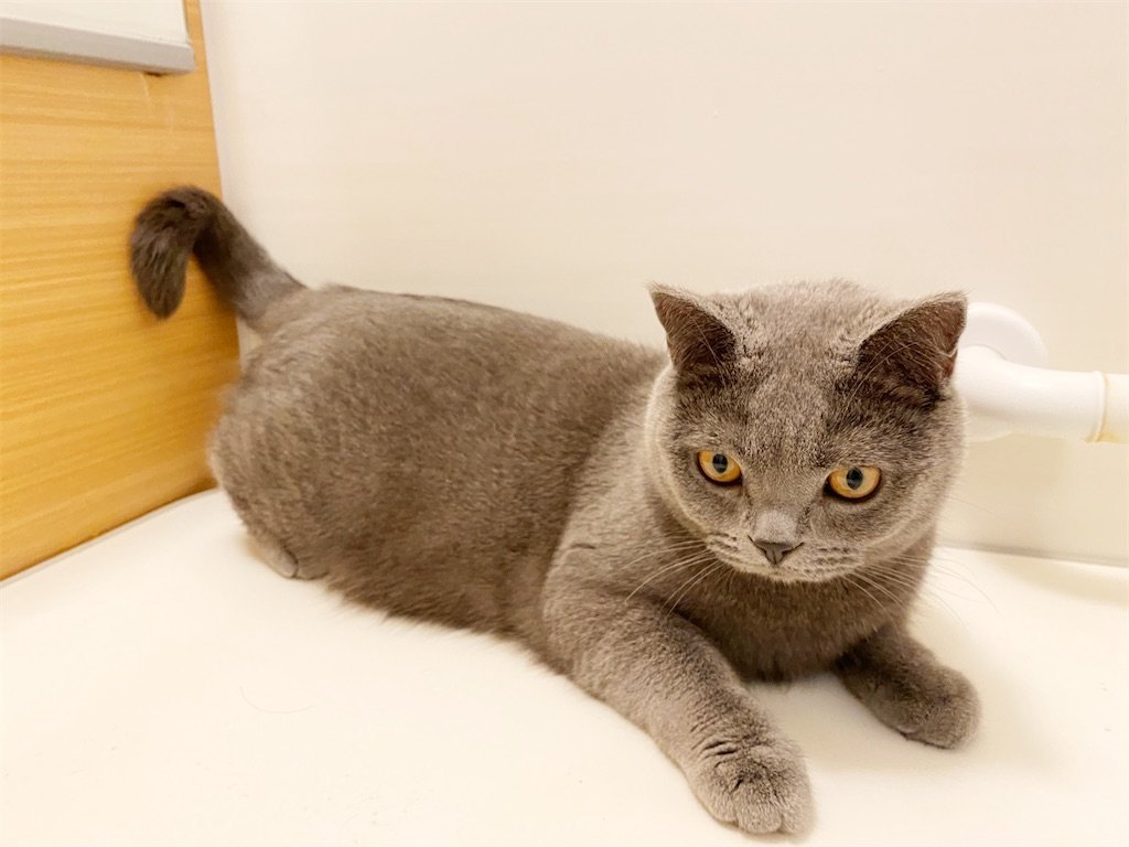 f:id:to-ma-ko:20220515193021j:image