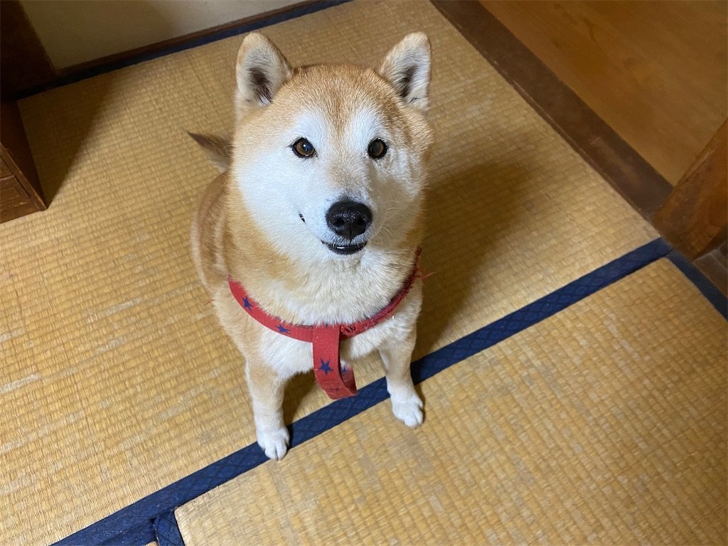 f:id:to-ma-ko:20220516174028j:image f:id:to-ma-ko:20220516174028j:image