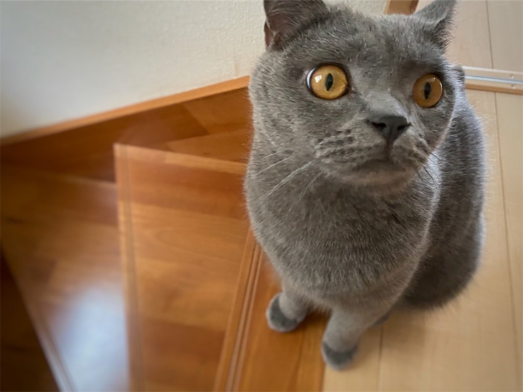 f:id:to-ma-ko:20221011172002j:image