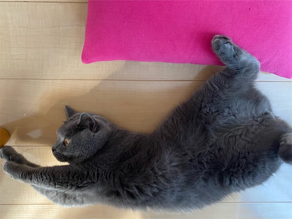 f:id:to-ma-ko:20230720071635j:image