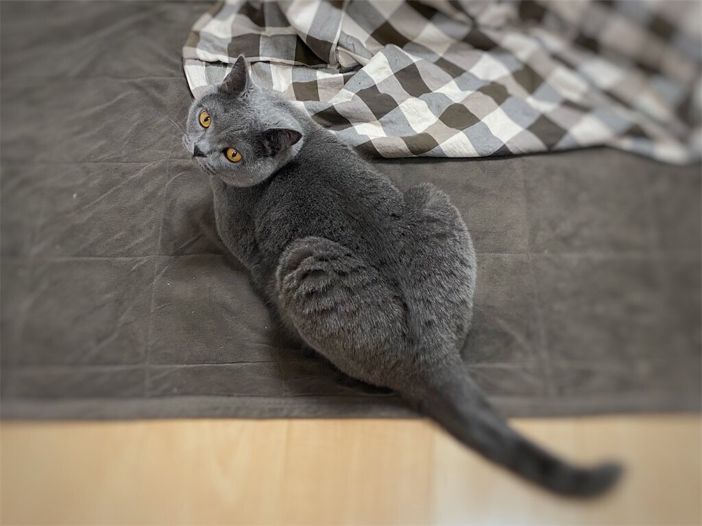社長、島コテツ368(コテツ 猫 2歳) - 天然プチトマ子
