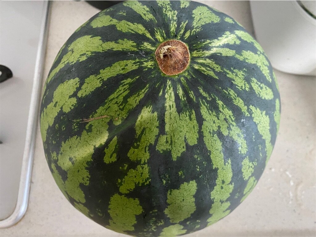 f:id:to-ma-ko:20240811102742j:image