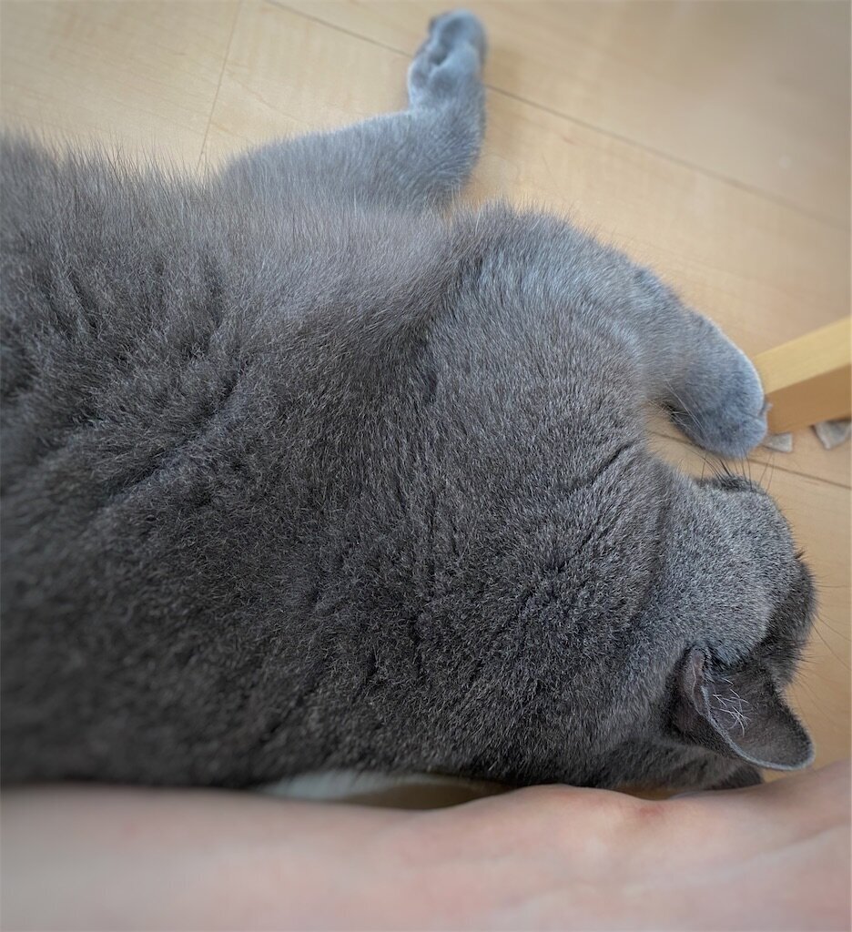 f:id:to-ma-ko:20240811103156j:image