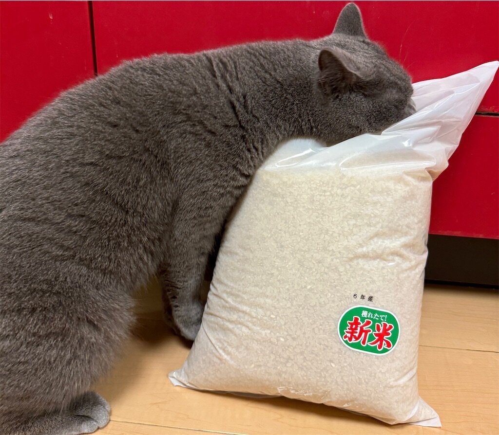 f:id:to-ma-ko:20241126071456j:image