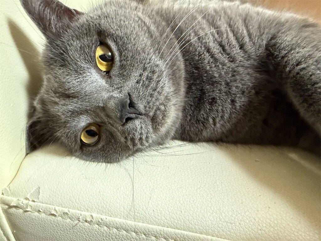 f:id:to-ma-ko:20250416074225j:image