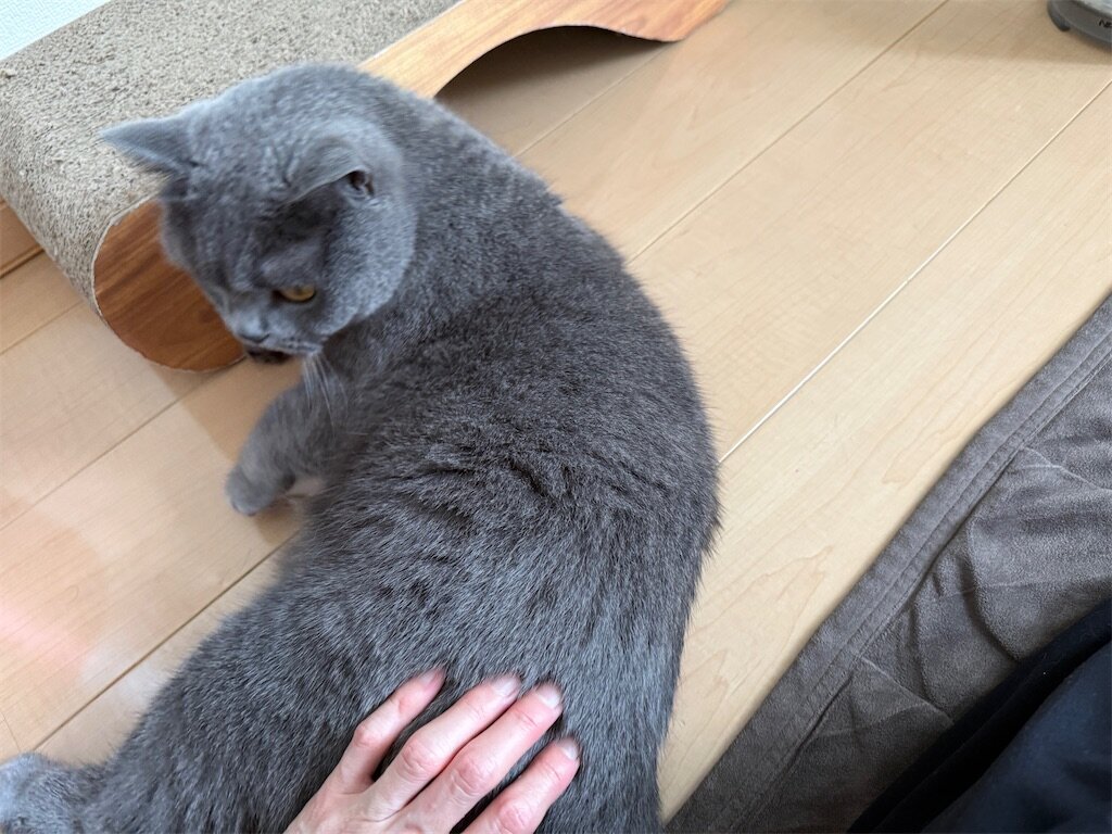 f:id:to-ma-ko:20250525133809j:image f:id:to-ma-ko:20250525133809j:image