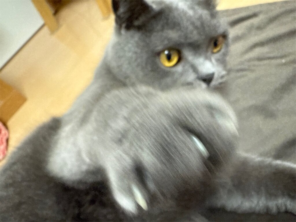 f:id:to-ma-ko:20251229154341j:image