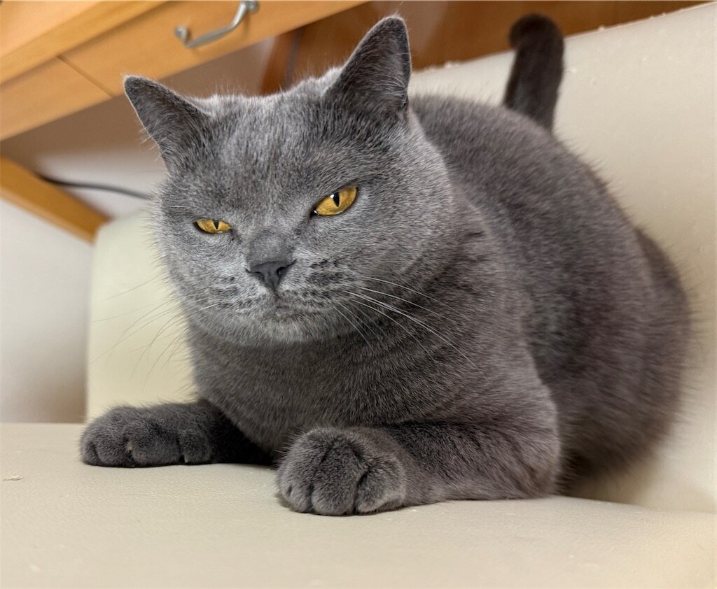 社長、島コテツ803(コテツ 猫 4歳) - 天然プチトマ子