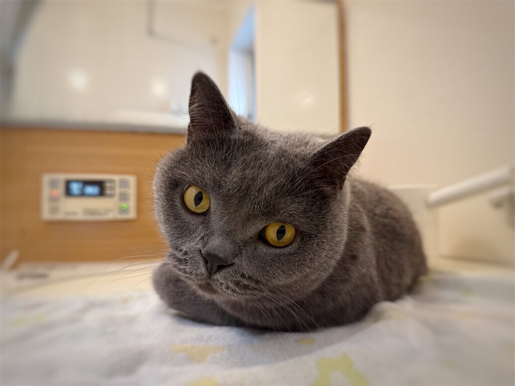 社長、島コテツ812(コテツ 猫 5歳) - 天然プチトマ子