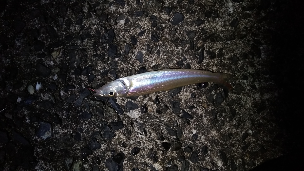 福井県敦賀市で死にアジを使ってアオリイカを釣りました とまじゅの見たもの