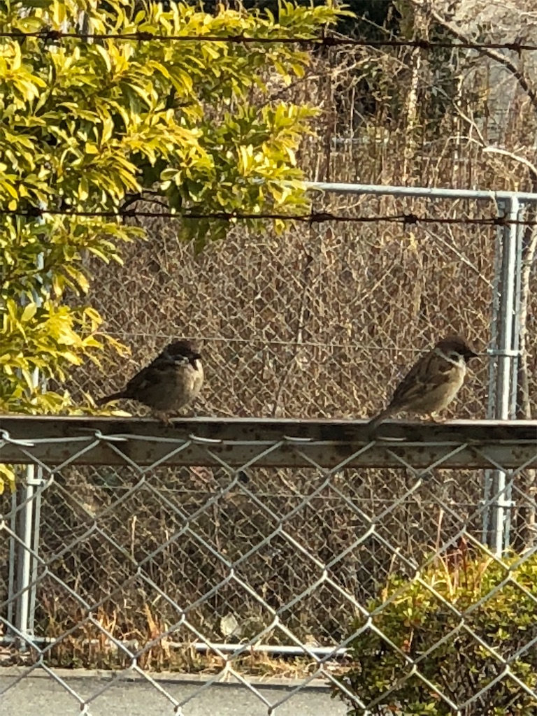 鳥と魚と僕とポーク