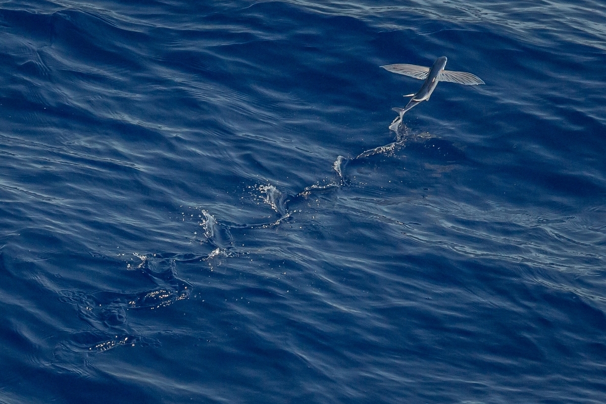 空飛ぶ魚「トビウオ」はなぜ空を飛ぶか。その理由は… - 鳥と魚と僕とポーク