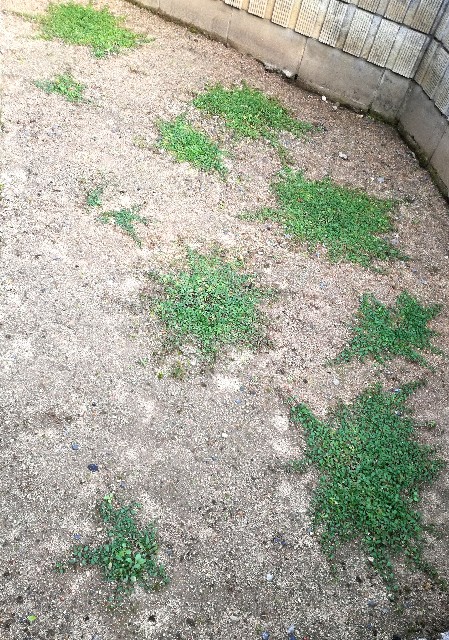 f:id:to-wayu:20201106135633j:image