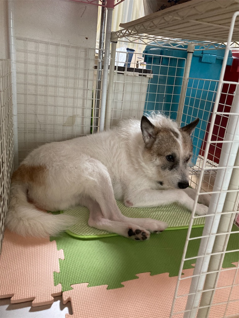 f:id:to3o:20200731065643j:image