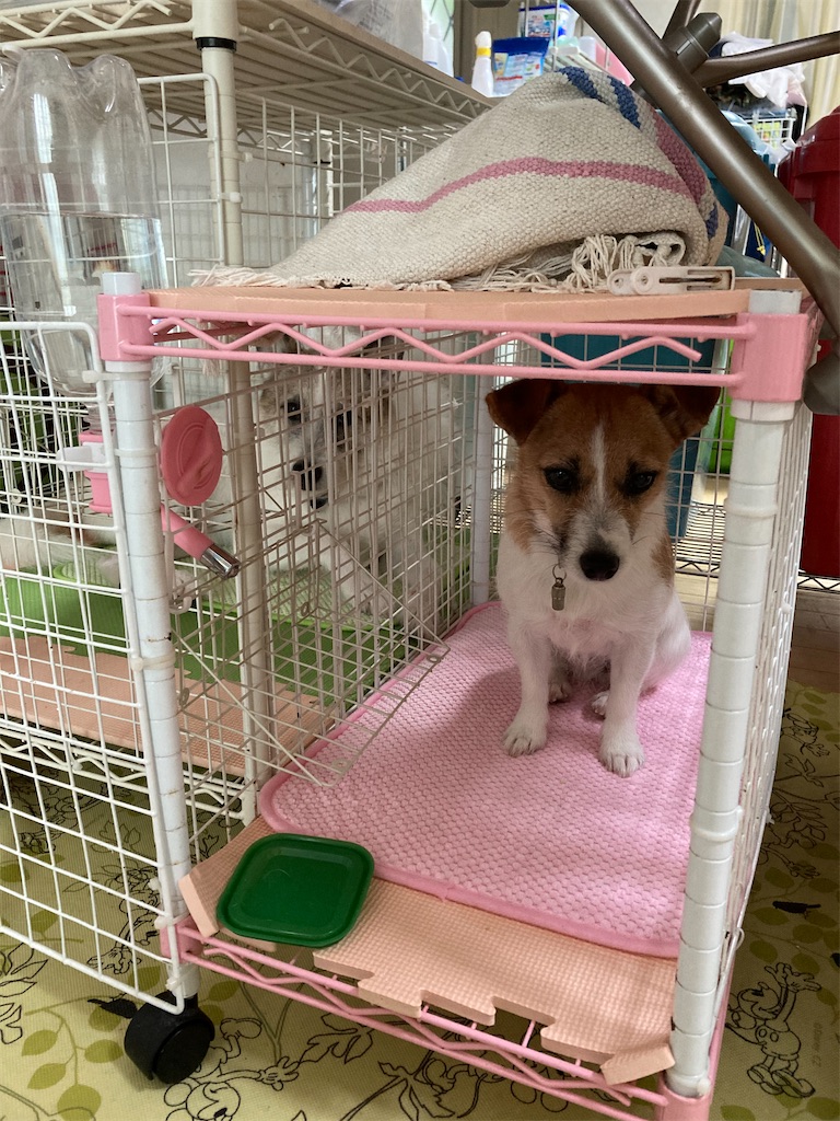 f:id:to3o:20200731071256j:image