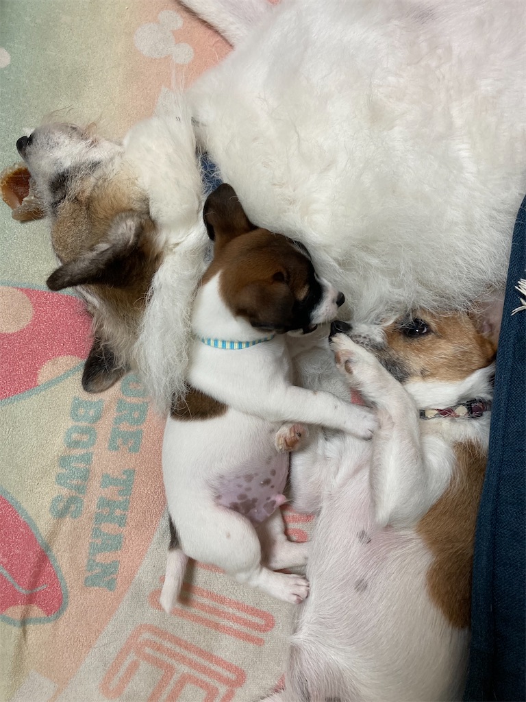 f:id:to3o:20200731100922j:image