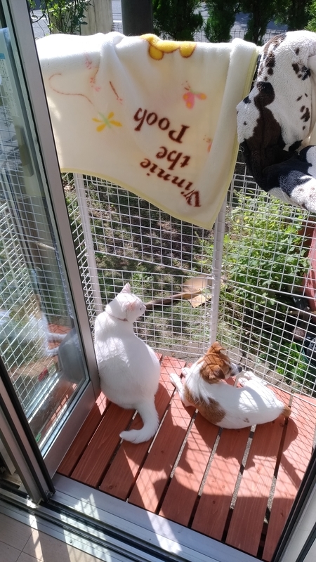 f:id:to3o:20200731102710j:plain