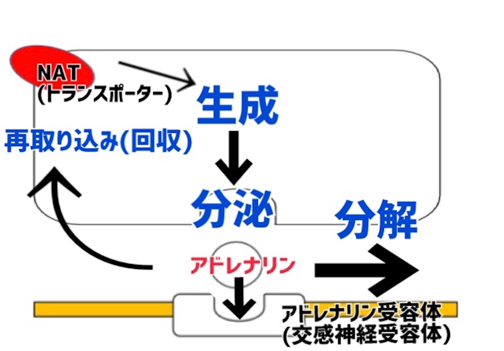 f:id:to_be_phm:20210111212506j:image