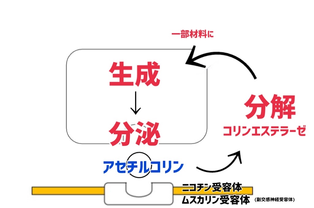 f:id:to_be_phm:20210115223833j:image