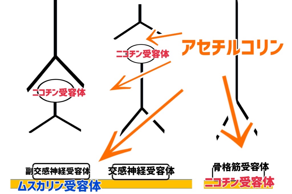 f:id:to_be_phm:20210117203427j:image