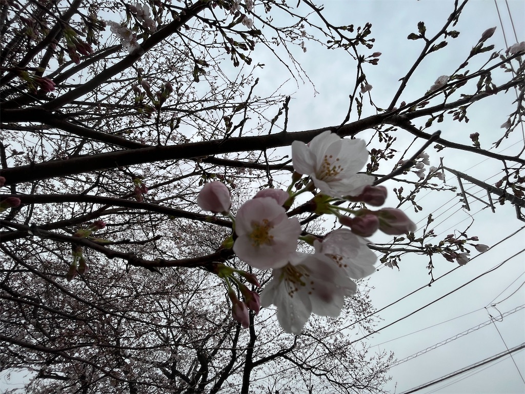 f:id:tobarun:20230324160347j:image