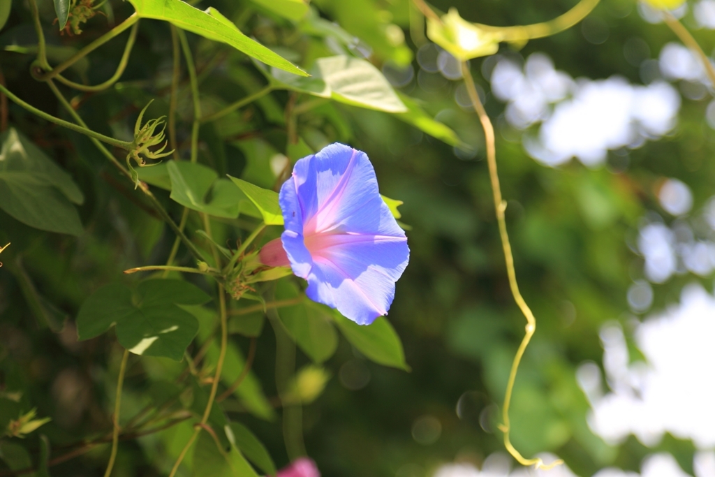 f:id:tobity:20160723120048j:plain f:id:tobity:20160723120048j:plain