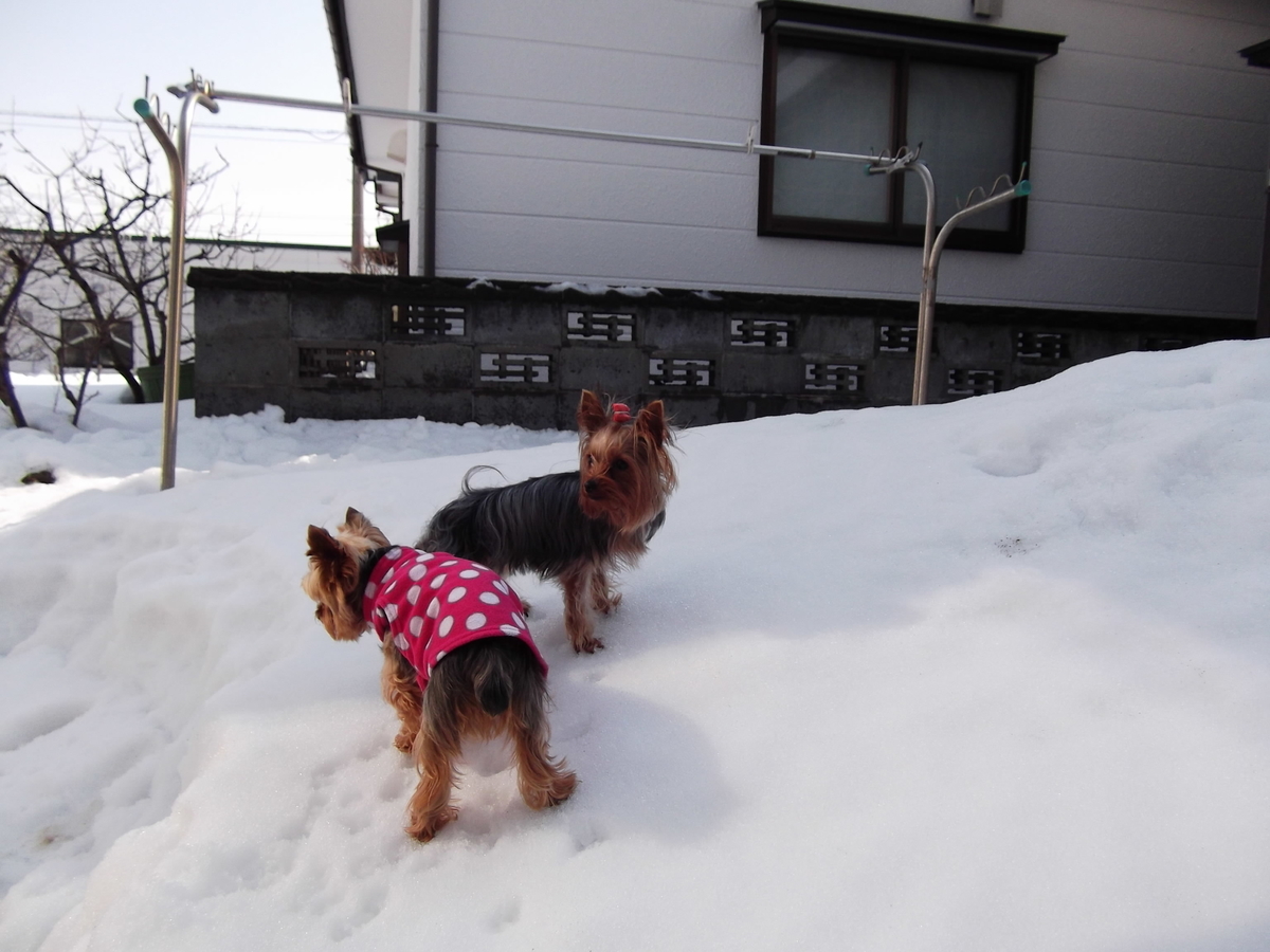 f:id:tobiuo28:20210106154510j:plain