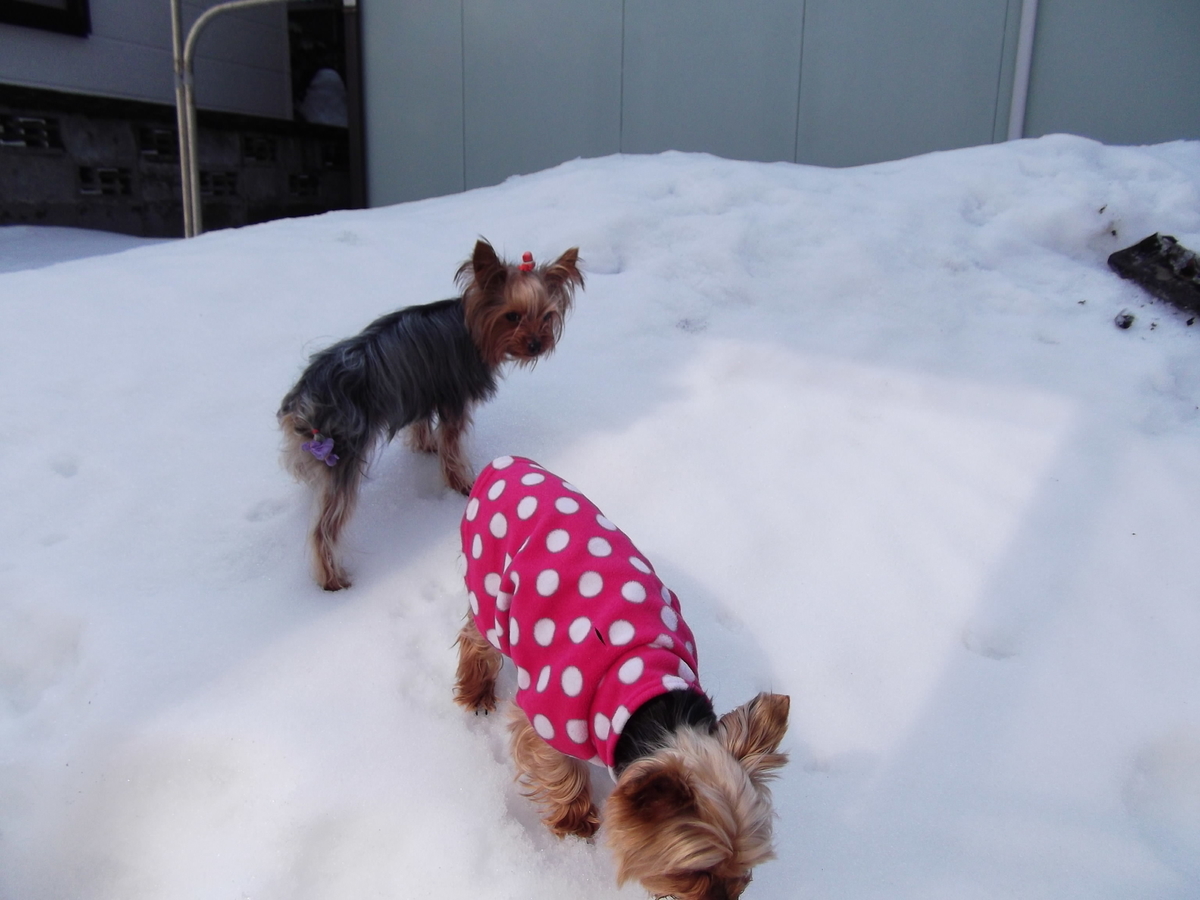 f:id:tobiuo28:20210107113216j:plain