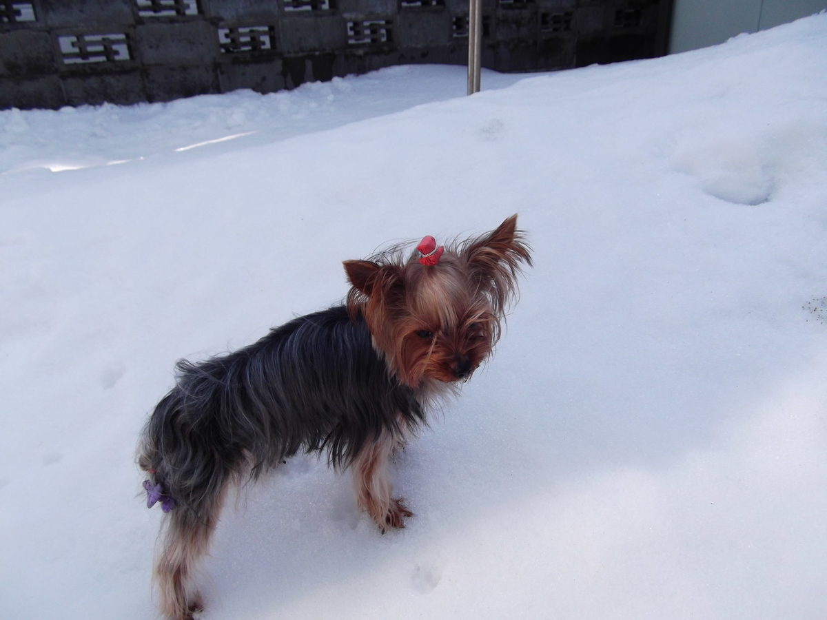 f:id:tobiuo28:20210109145750j:plain