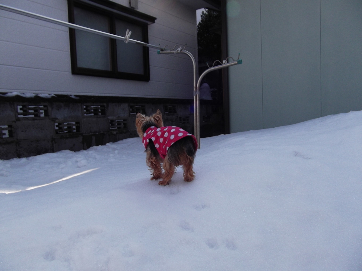 f:id:tobiuo28:20210110124648j:plain