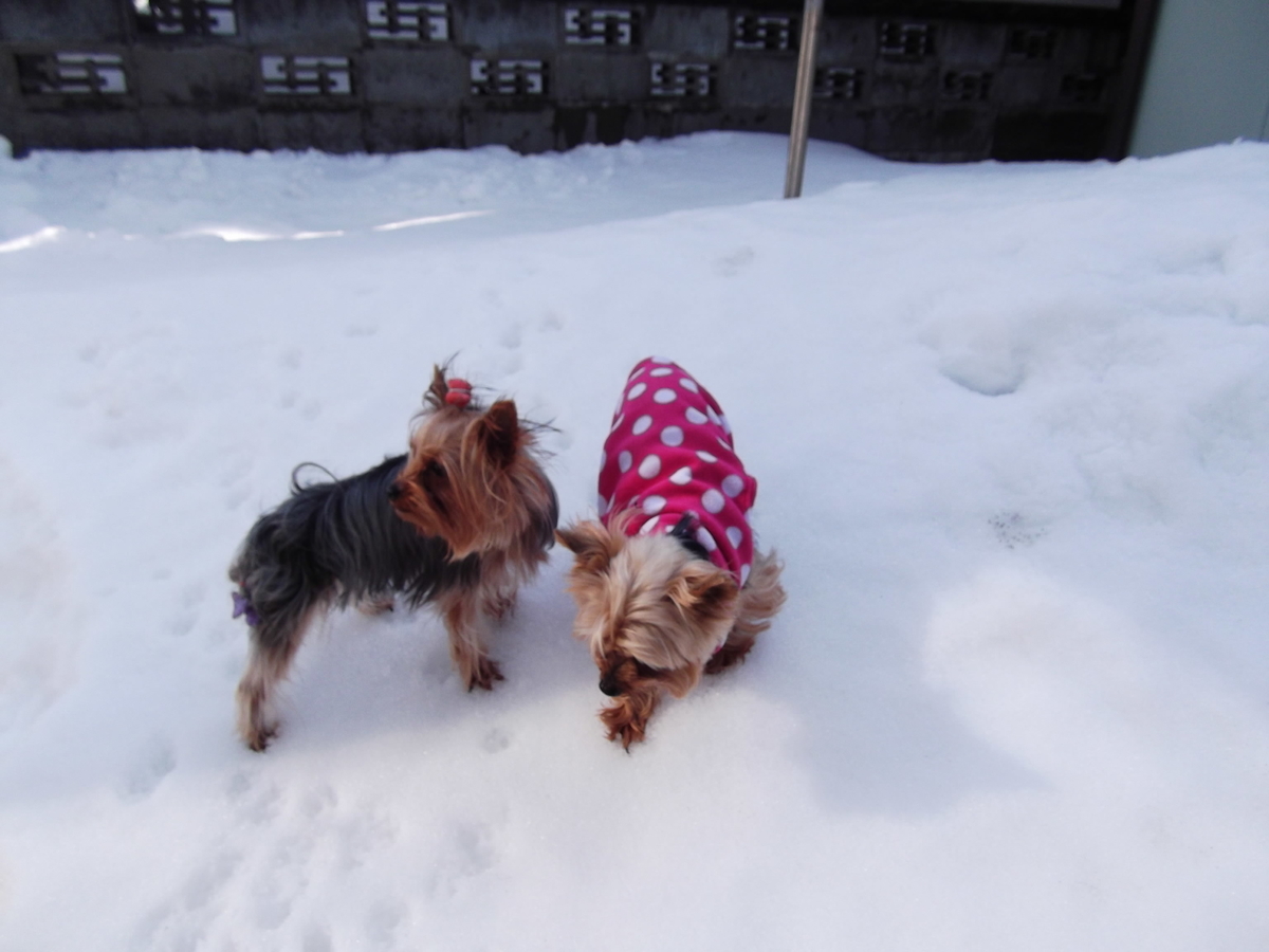 f:id:tobiuo28:20210111133609j:plain