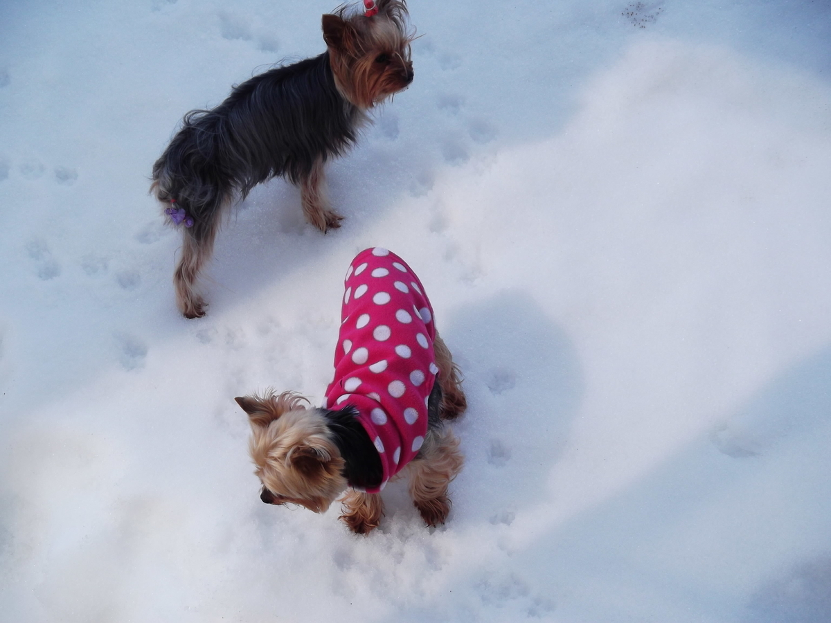 f:id:tobiuo28:20210113125032j:plain