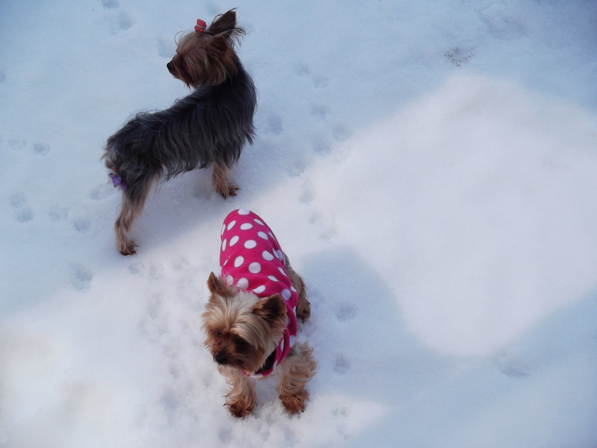 f:id:tobiuo28:20210115154927j:plain