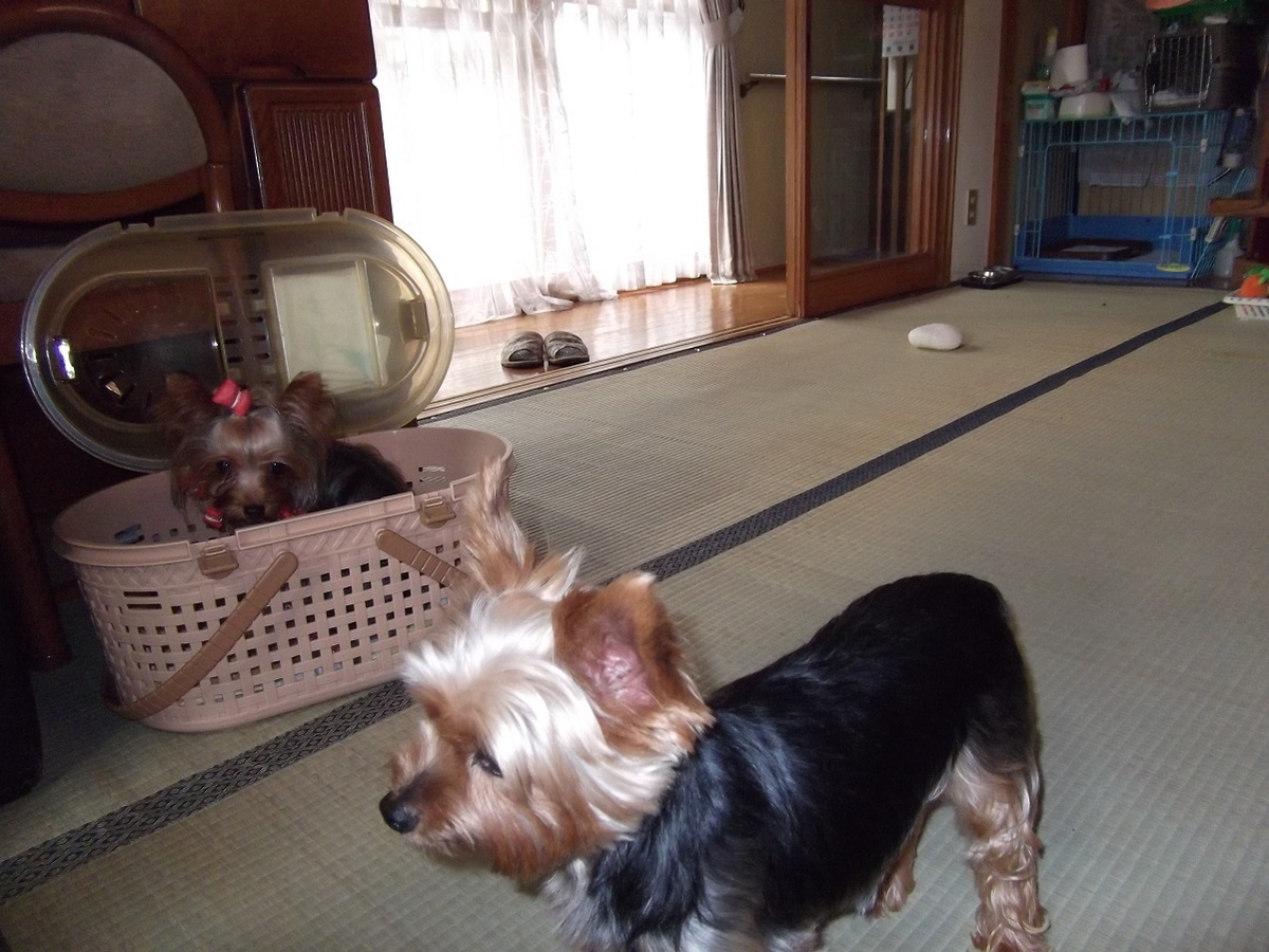 f:id:tobiuo28:20210118120327j:plain