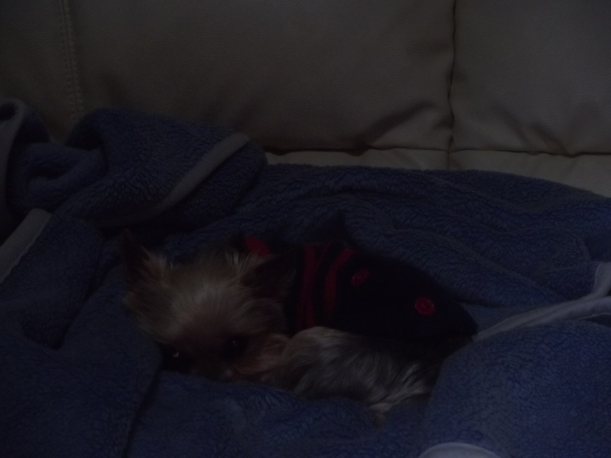 f:id:tobiuo28:20210123150952j:plain