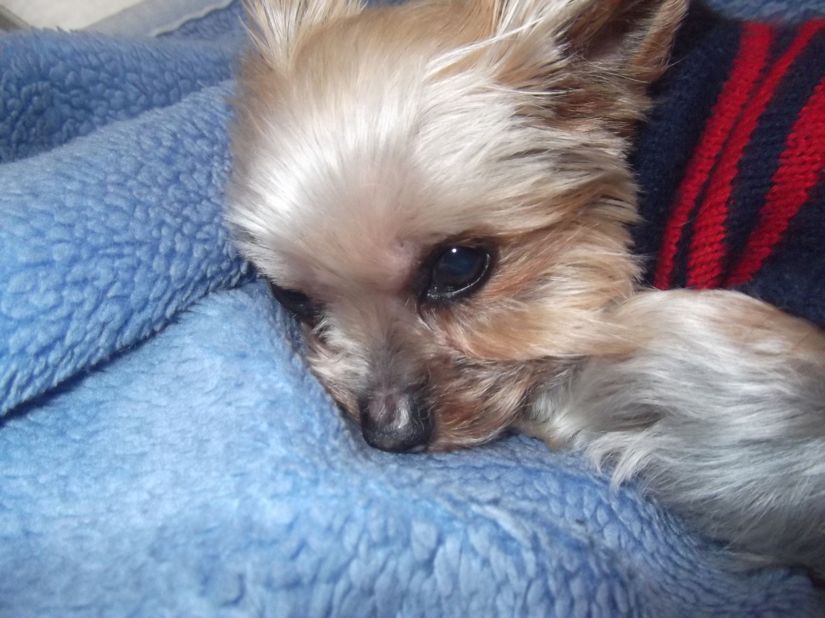 f:id:tobiuo28:20210125144530j:plain