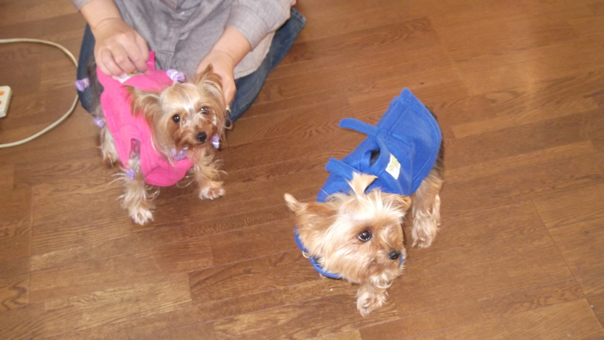 f:id:tobiuo28:20210130124314j:plain